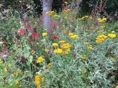 Eriophyllum staechadifolium