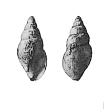 Curtitoma