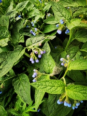 Symphytum caucasicum