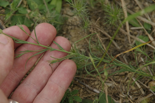 Image of Linum elongatum by (c) Eric Knight, some rights reserved (CC BY)