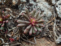 Lewisia columbiana