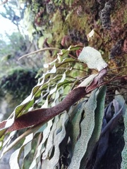 Elaphoglossum fonki