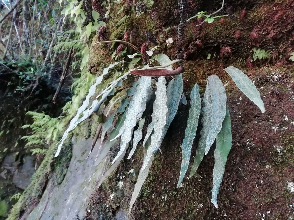 Elaphoglossum fonkii
