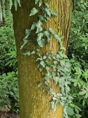 Hedera nepalensis