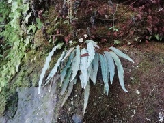 Elaphoglossum fonki