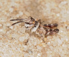 Psinidia fenestralis