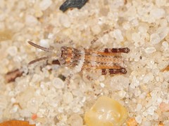 Psinidia fenestralis