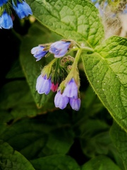 Symphytum caucasicum