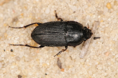 Anisodactylini