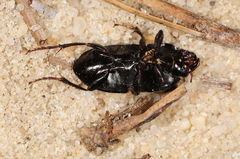 Anisodactylini