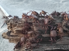 Glyptograpsus impressus