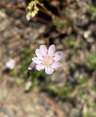 Lewisia columbiana