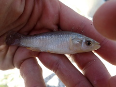 Fundulus grandis
