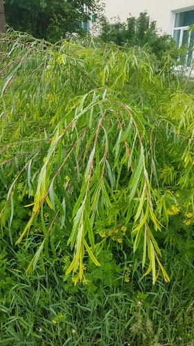 Sakhalin Willow
