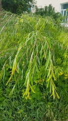 Salix udensis