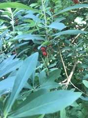 Daphne mezereum