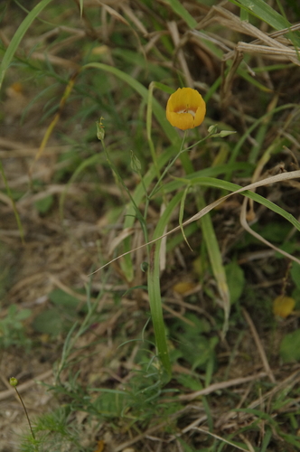 Image of Linum elongatum by (c) Eric Knight, some rights reserved (CC BY)