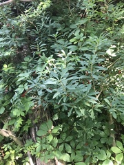 Daphne mezereum
