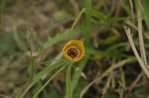 Laredo flax (Linum elongatum)