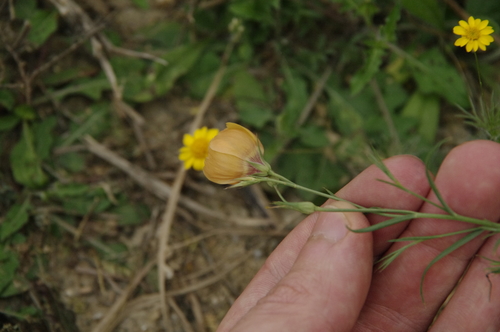 Image of Linum elongatum by (c) Eric Knight, some rights reserved (CC BY)