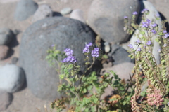 Phacelia scariosa