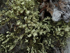 Cladonia sulphurina