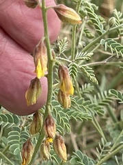 Pomaria jamesii