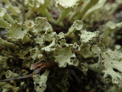 Cladonia sulphurina