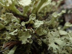 Cladonia sulphurina