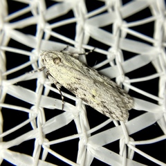 Stenoptena icmaea