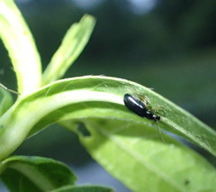 Lysathia ludoviciana