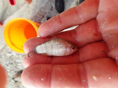 Cyprinodon variegatus variegatus