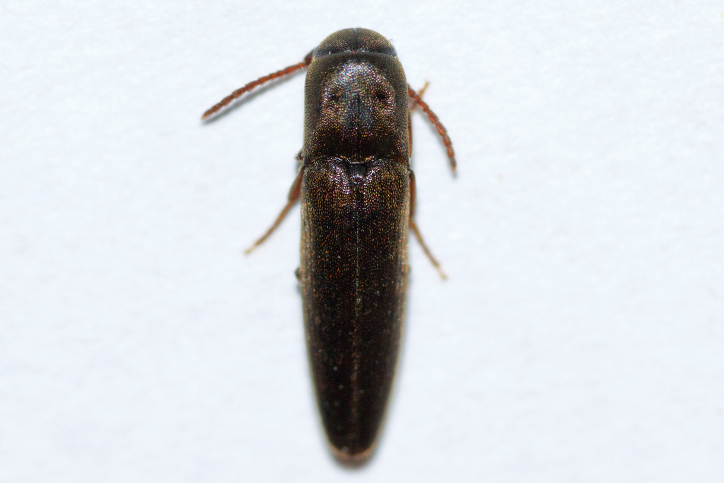 Nematodes atropos
