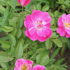 Rosa