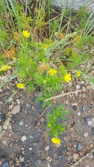 Potentilla conferta