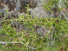 Diphasiastrum sitchense