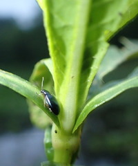 Lysathia ludoviciana