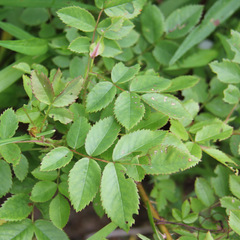 Rosa