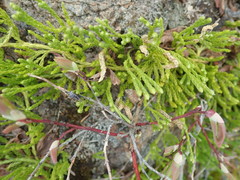 Diphasiastrum sitchense