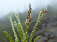 Diphasiastrum sitchense