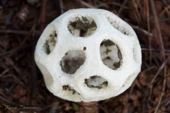 Clathrus roseovolvatus