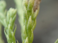 Diphasiastrum sitchense