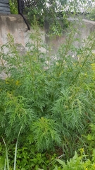 Urtica cannabina
