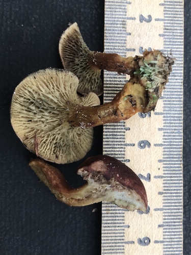 Phylloporopsis boletinoides image