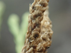 Diphasiastrum sitchense