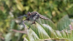 Palpopleura