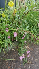 Convolvulus chinensis