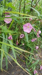 Convolvulus chinensis