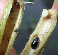 Lysathia ludoviciana