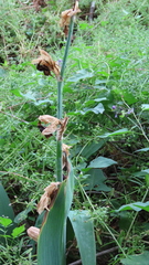 Iris × hybrida